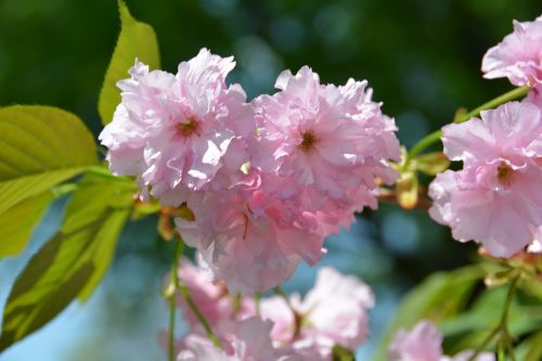 cherry blossom tree flower