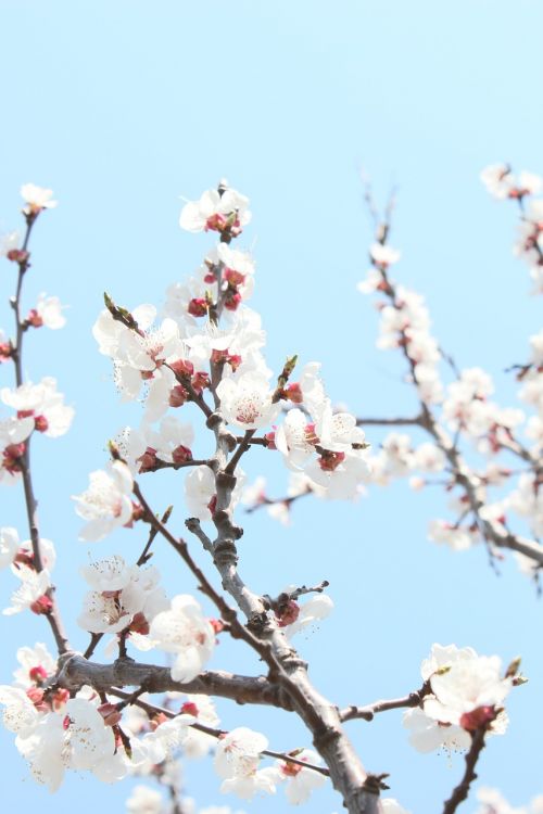 cherry blossom the year april port arthur