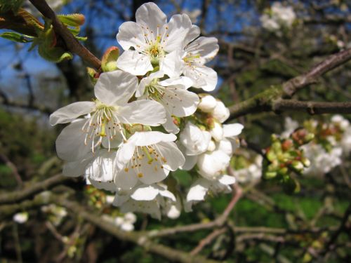 cherry blossom spring tree