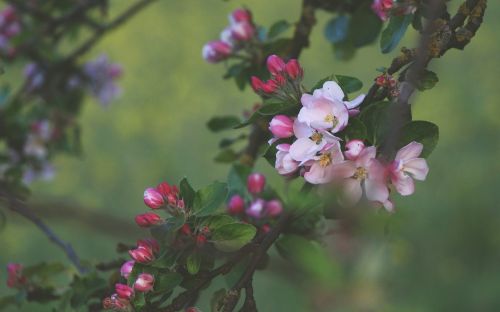 cherry blossom cherry pink