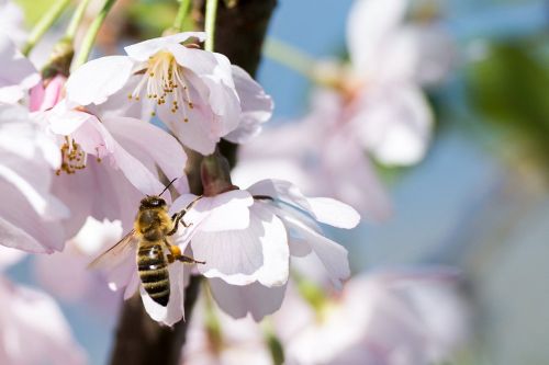 cherry blossom bee spring