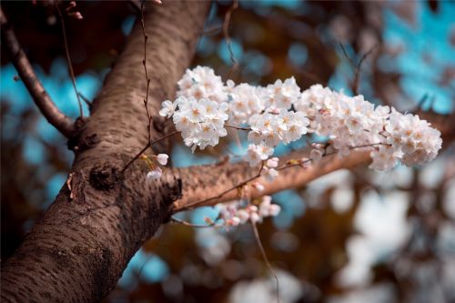 cherry blossom small fresh beautiful