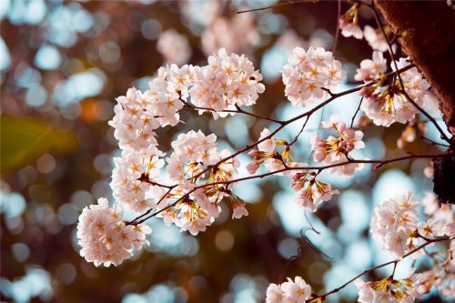 cherry blossom small fresh beautiful