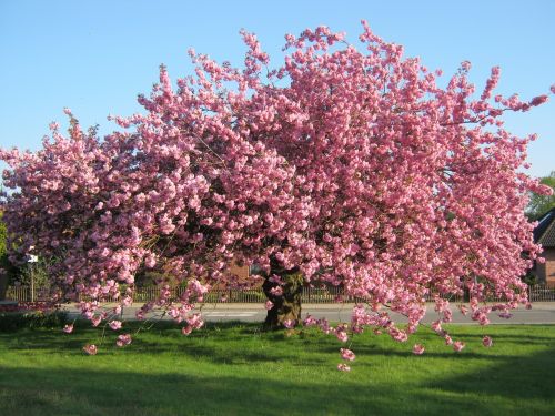 cherry blossom tree meadow