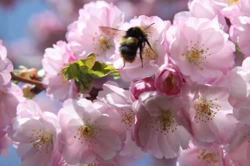 cherry blossom bee spring