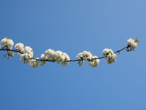 cherry blossom white cherry
