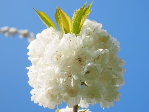 cherry blossom white cherry