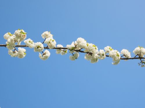 cherry blossom white cherry