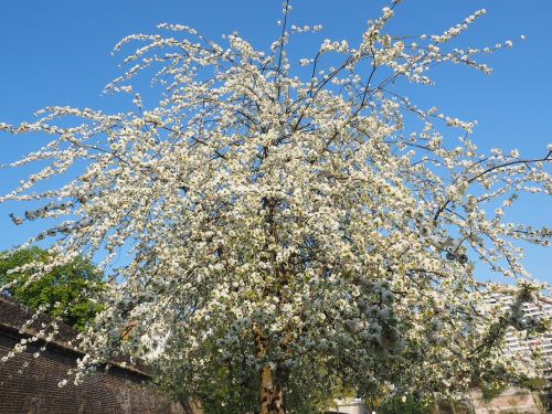 cherry blossom white cherry