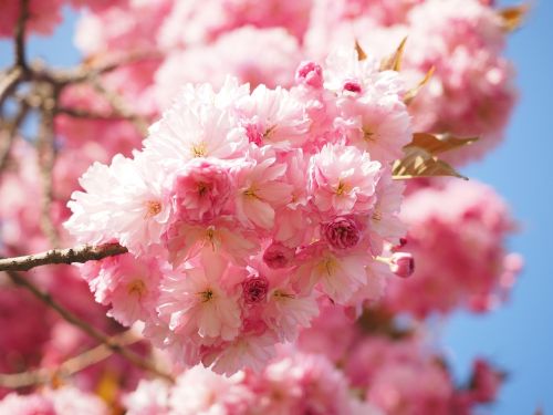 cherry blossom japanese cherry smell