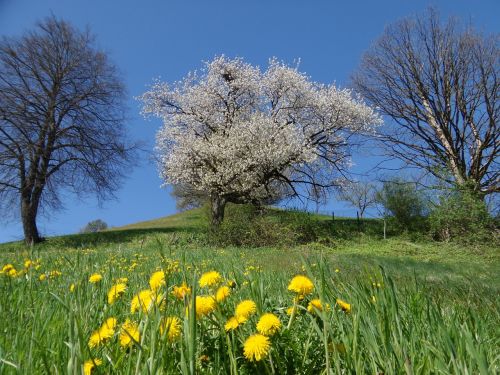 cherry blossom tree spring