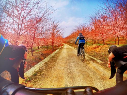 cherry blossom bike riding