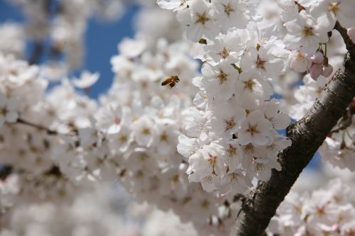 cherry blossom april spring