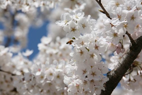 cherry blossom april spring