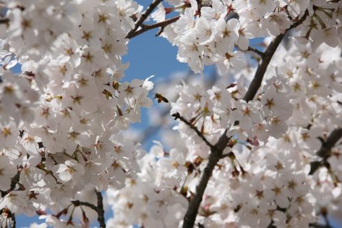 cherry blossom april spring