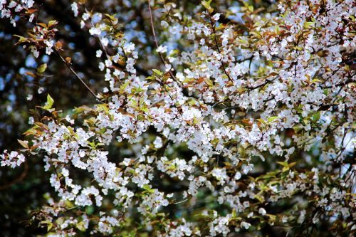 cherry blossom zoo flower