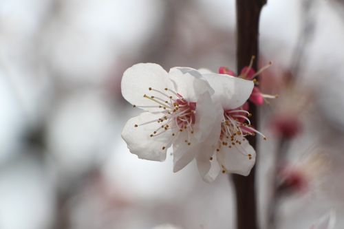 cherry blossom april spring