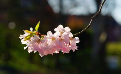 cherry blossom japanese cherry smell