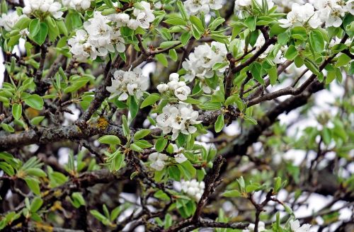 cherry blossom blossom bloom