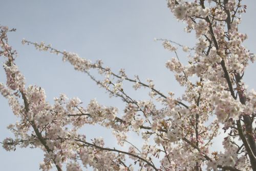 cherry blossom japan japanese