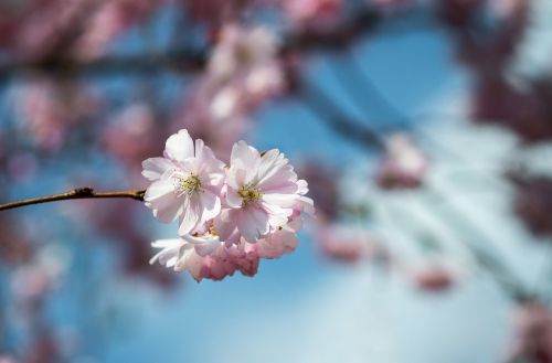 cherry blossom original image ornamental cherry