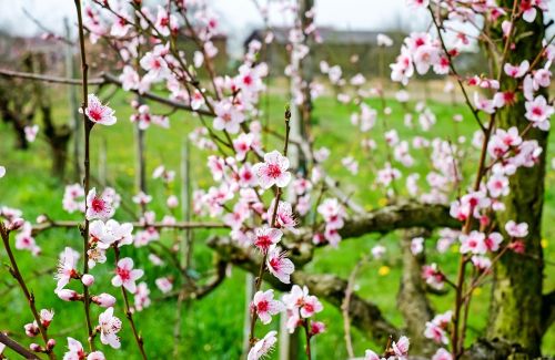 cherry blossom wild cherry blossom