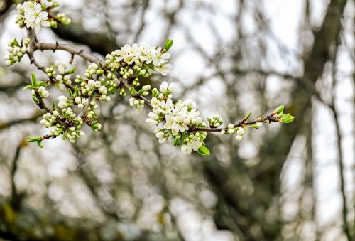 cherry blossom blossom bloom