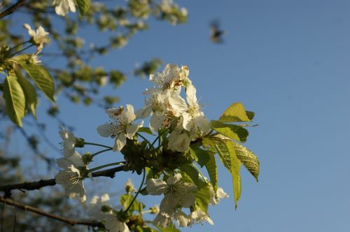 cherry blossom spring tree