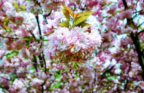 cherry blossom japanese cherry smell