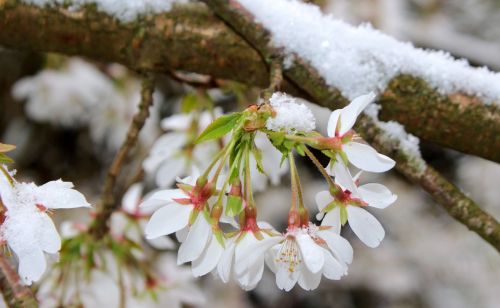 cherry blossom japanese cherry trees blossom