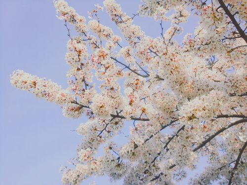 cherry blossom spring flowers