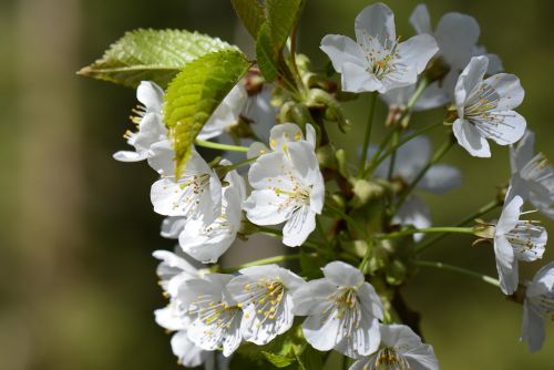 cherry blossom white white blossom