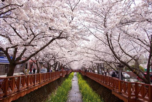 cherry blossom gunhangje jinhae