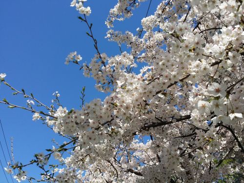 cherry blossom cherry tree spring