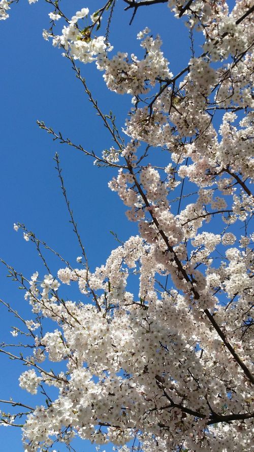 cherry blossom cherry tree spring