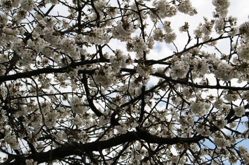 cherry blossom tree cherry