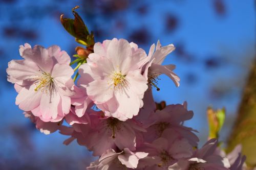 cherry blossom pink japanese cherry blossom