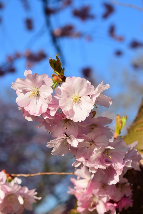 cherry blossom pink japanese cherry blossom