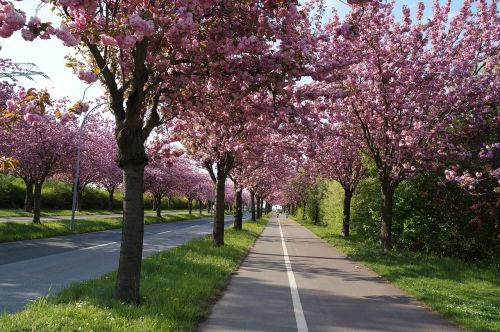 cherry blossom cherry tree