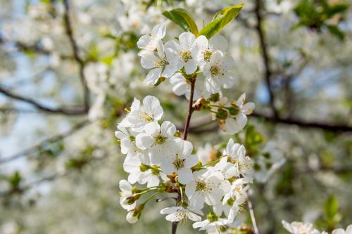 cherry blossom flower spring