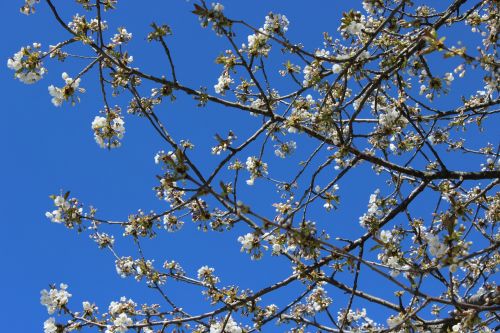 cherry trees blue sky spring