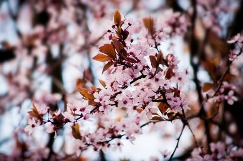 cherry blossom tree flowers