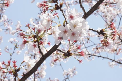 cherry blossom spring bright
