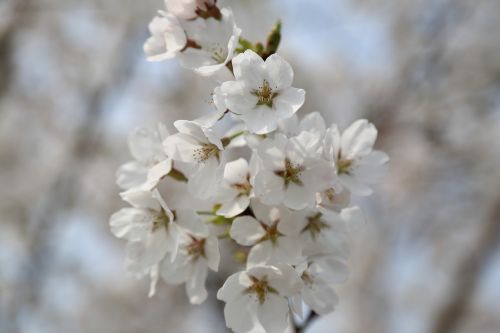 cherry blossom spring petal