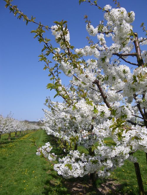 cherry blossom cherry trees bloom