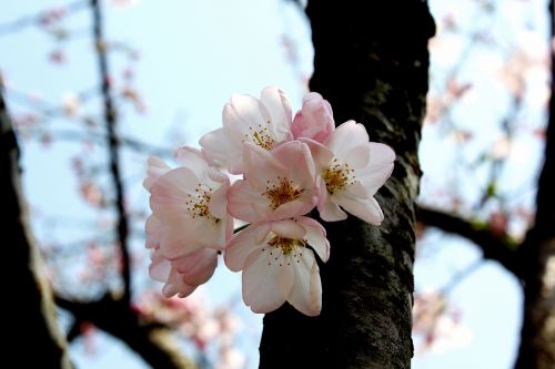 cherry blossom early spring scent delicate