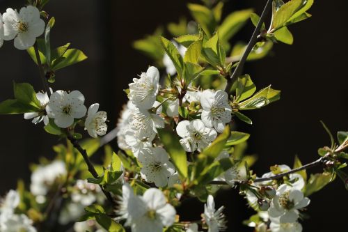 cherry blossom nature spring