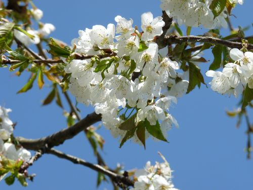 cherry blossom spring garden