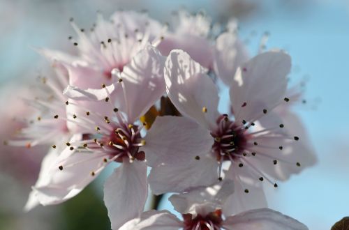 cherry blossom summer bloom