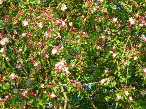 cherry blossom nature tree